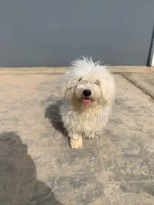 1+ year Female Purebred Lhasa Apso