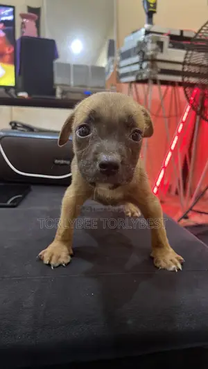 1-3 months Male Purebred American Pit Bull Terrier