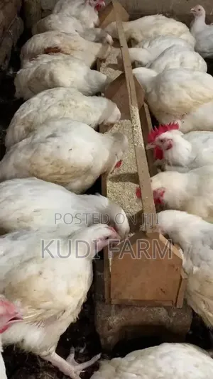 Full Brioler Chicken for Sale