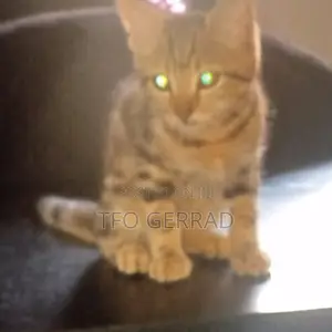 0-1 month Female Purebred Bengal