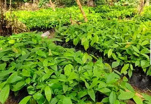 Hybrid Cocoa Seedling