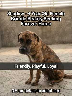 1+ year Female Mixed Breed Boerboel