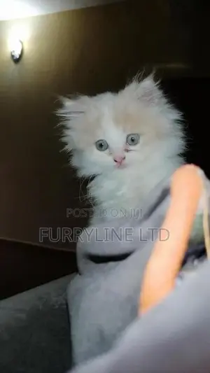 1-3 months Female Purebred Persian