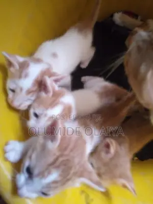 1-3 months Male Mixed Breed Cat