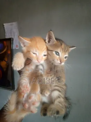 0-1 month Male Purebred Cat