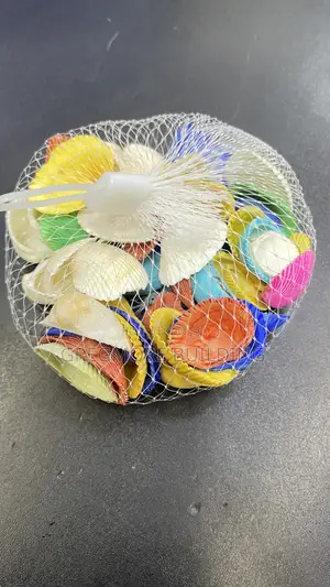 Natural Sea Shell