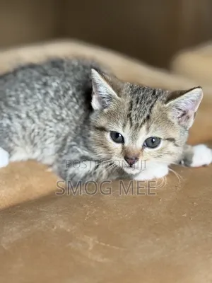 1-3 months Female Mixed Breed American Shorthair