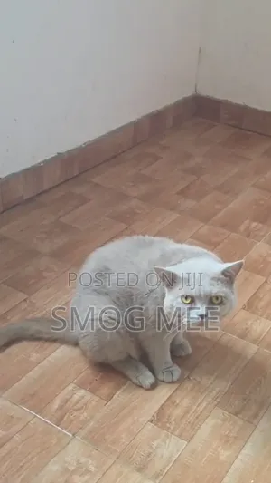 1+ year Male Purebred British Shorthair
