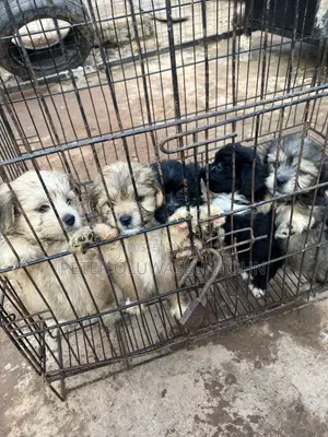 1-3 months Male Purebred Lhasa Apso