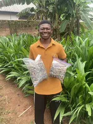 Tenera Palm Seed and Seedlings