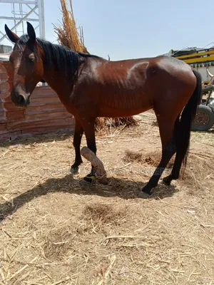 Male Sudanese Horse Available