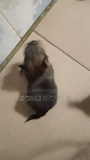 1-3 months Female Purebred Lhasa Apso