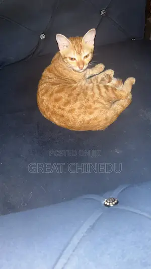 3-6 months Female Purebred British Shorthair