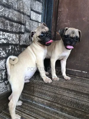 3-6 months Female Purebred Pug