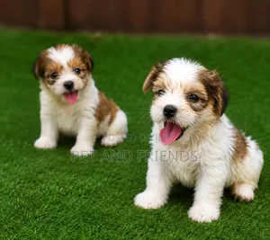 1-3 months Female Purebred Lhasa Apso