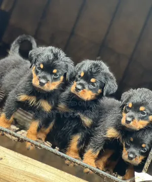 1-3 months Female Purebred Rottweiler