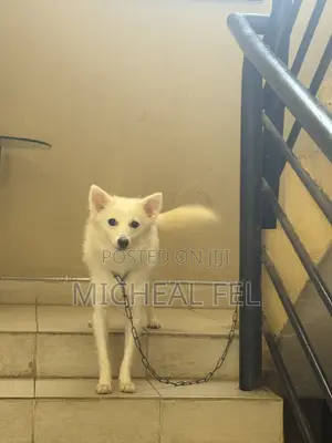 3-6 months Female Purebred American Eskimo