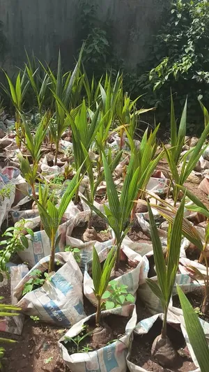 Malaysia Dwarf Coconut Seedlings