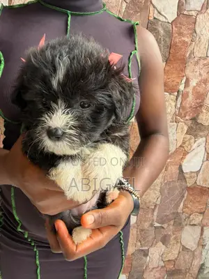 0-1 month Female Purebred Lhasa Apso
