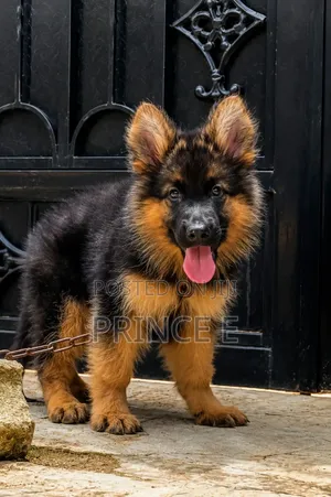 1-3 months Female Purebred German Shepherd