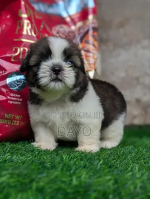 1-3 months Female Purebred Shih Tzu