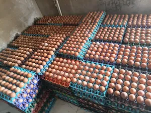 Eggs for Sales