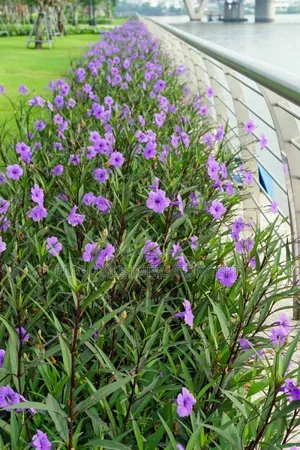 Flower Purple Bells