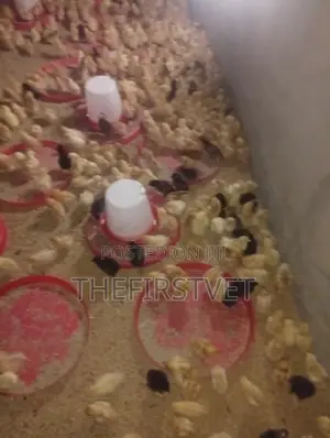Day Old Chicks (Pullets)