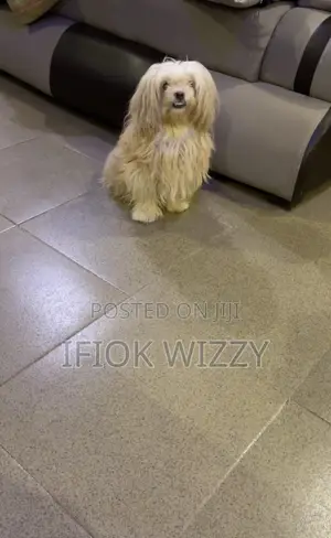 1+ year Female Purebred Lhasa Apso