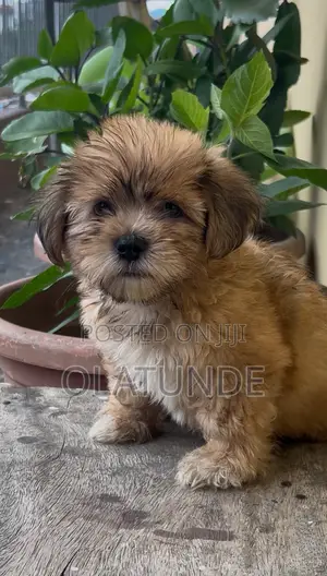 1-3 months Female Purebred Lhasa Apso
