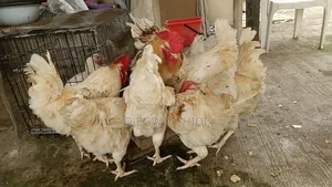 Poultry Farm