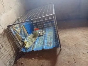 XXXXL Iron Cage