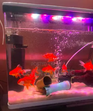 Red Cap Oranda