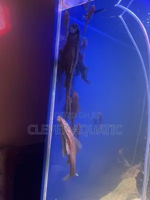 Big Pleco Fish