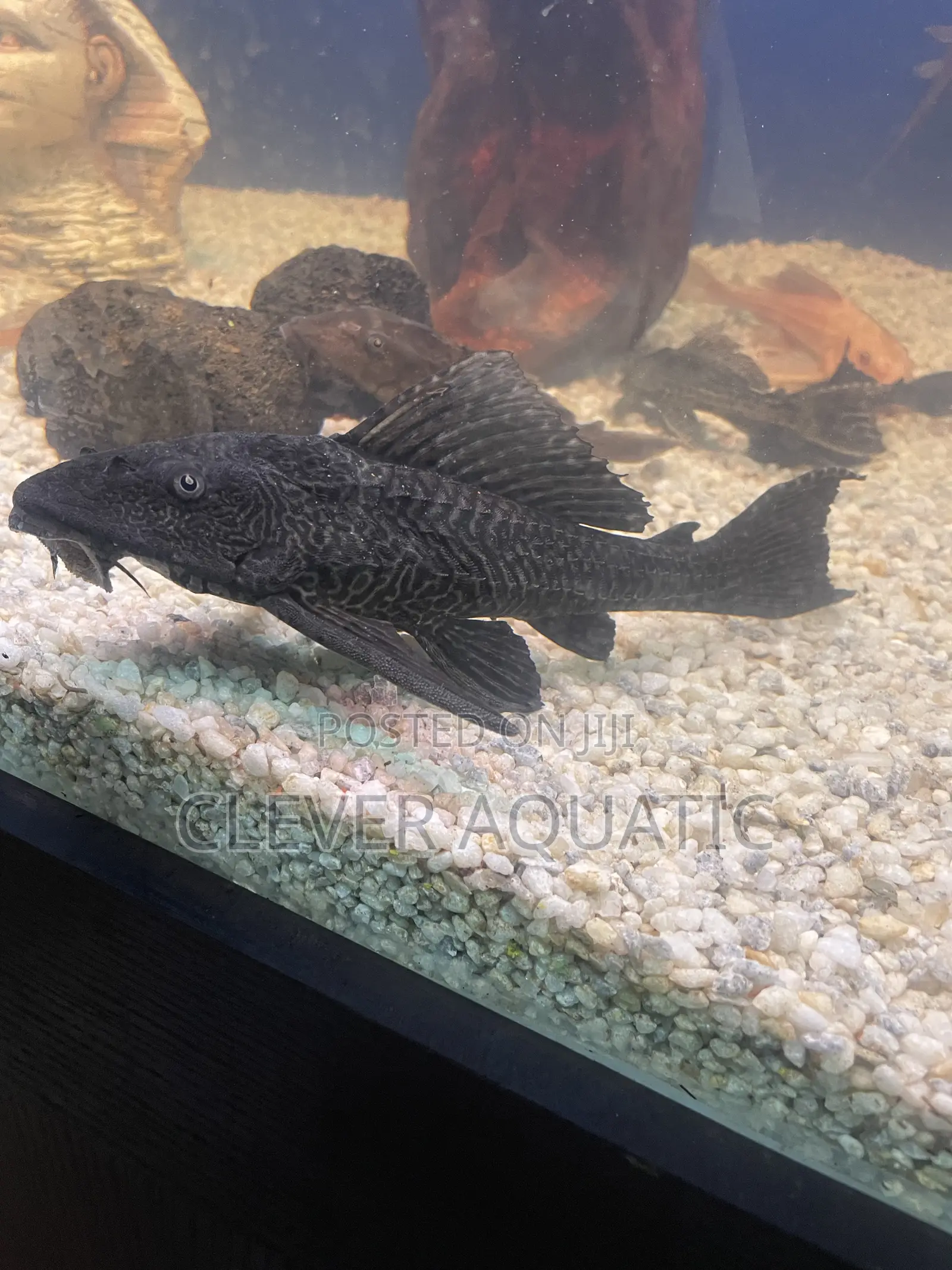 Big Pleco Fish