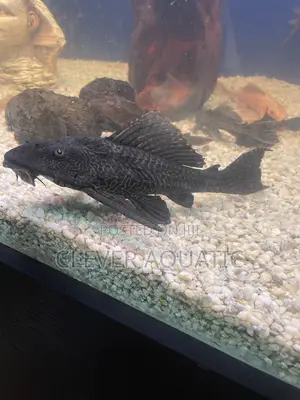 Big Pleco Fish
