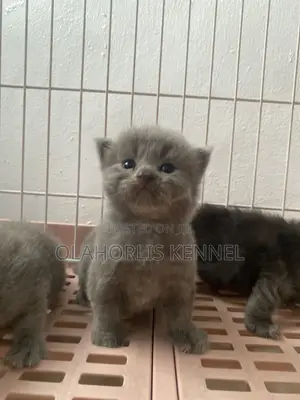 0-1 month Female Purebred British Shorthair