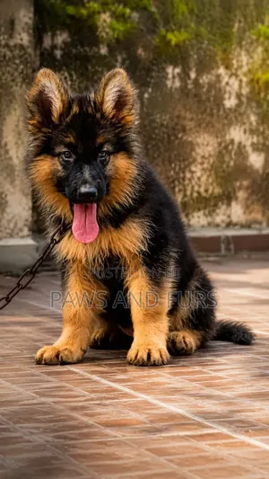 1-3 months Female Purebred German Shepherd
