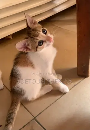 1-3 months Female Mixed Breed American Shorthair