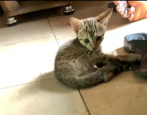 1-3 months Female Mixed Breed American Shorthair