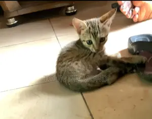 1-3 months Female Mixed Breed American Shorthair