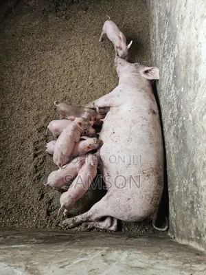Hybrid Piglets and Mother