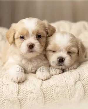 1-3 months Female Purebred Maltese