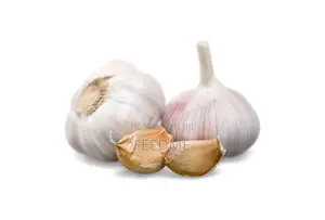 Fresh Garlic