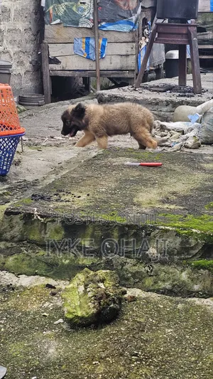 3-6 months Male Purebred Caucasian Shepherd
