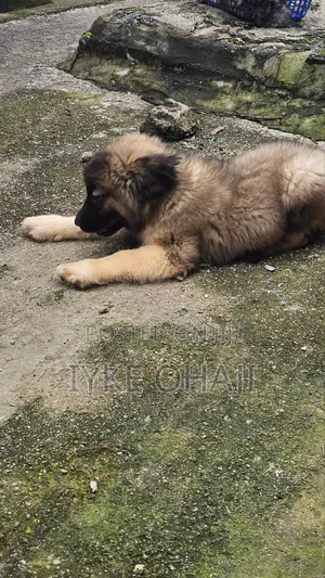 3-6 months Male Purebred Caucasian Shepherd