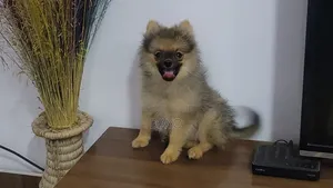 1-3 months Male Purebred Pomeranian