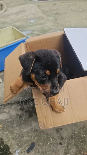 1-3 months Female Purebred Rottweiler