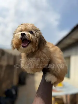 3-6 months Male Purebred Lhasa Apso