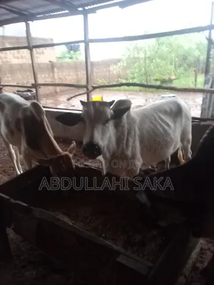 Get Well Feed Animals, Such as Cow,Ram,Sheep,Goat and Broiler Chicken.